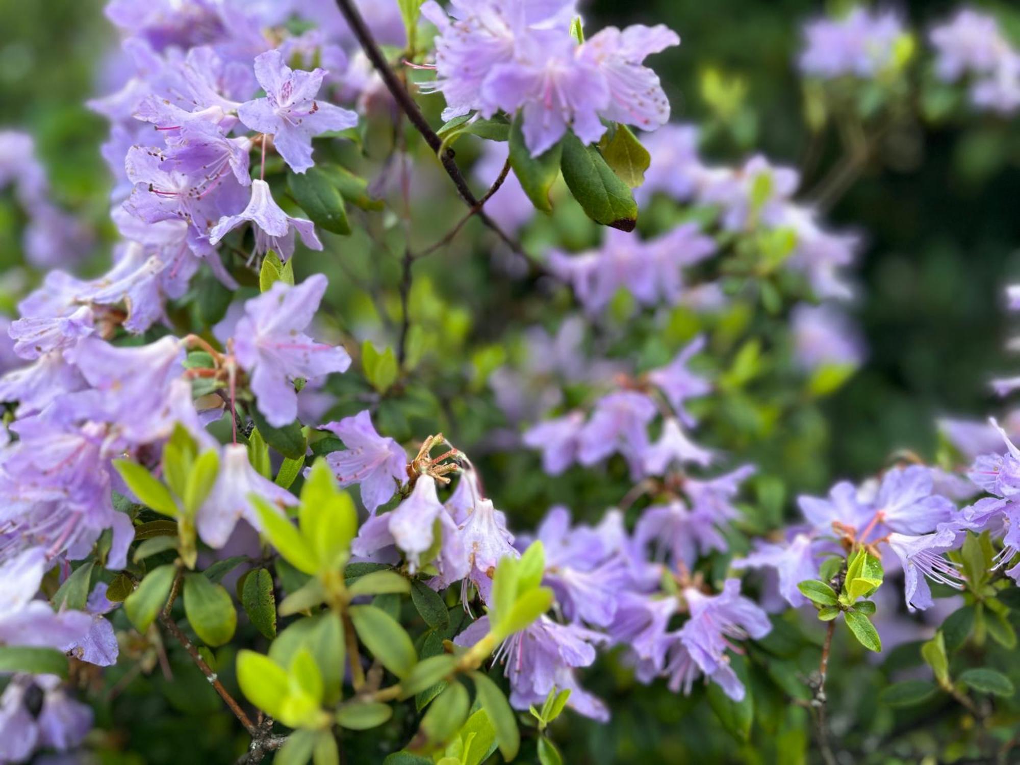 Awakening Alchemy Retreat Centre Bed & Breakfast Inverurie Bagian luar foto